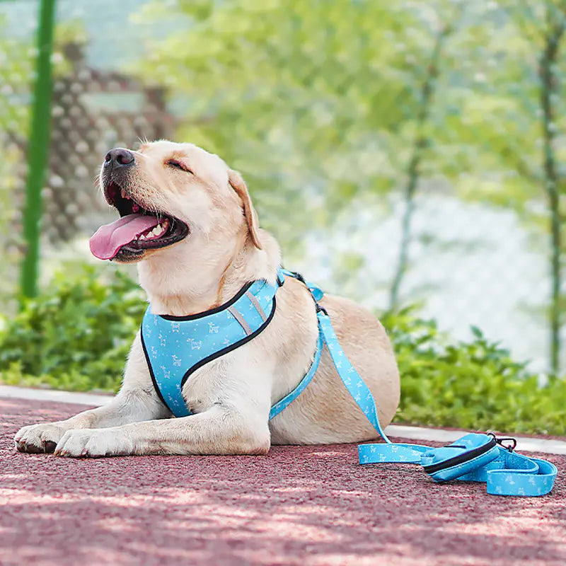 Pet Dog Leash Harness with Bow