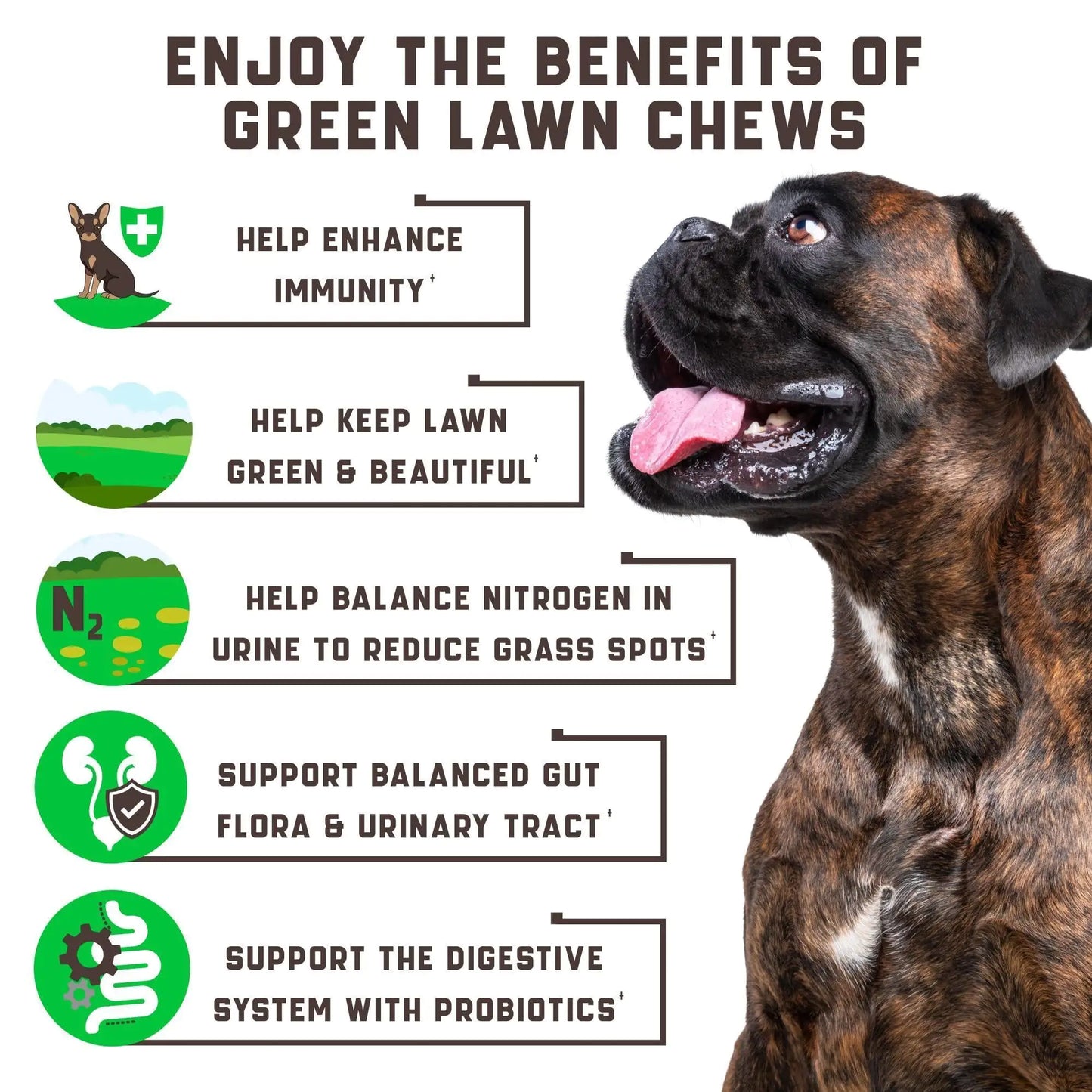 Green Lawn Dog Chews – Cranberry & Apple Cider Vinegar Digestive Enzymes for Urine Health